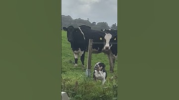 Lola the Bulldog Thinks She Is A Cow! 🐮🐶