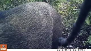 What happen when a tapir smells humans ?