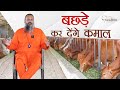 बछड़े कर देंगे कमाल | Kamdhenu Gaushala | Male Calves for Sale | Sahiwal Bulls | KGSG | 👍👍