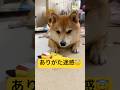 良かれと思って…😇#柴犬 #豆柴 #shibainu #犬 #犬のいる暮らし #shorts