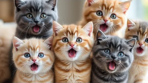 Video 11413901: adorable british shorthair kitten, kitten meowing, meowing loudly, cute cat sounds