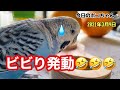 【しゃべるインコ】新しいフォージングトイにめっちゃビビるポコちゃん