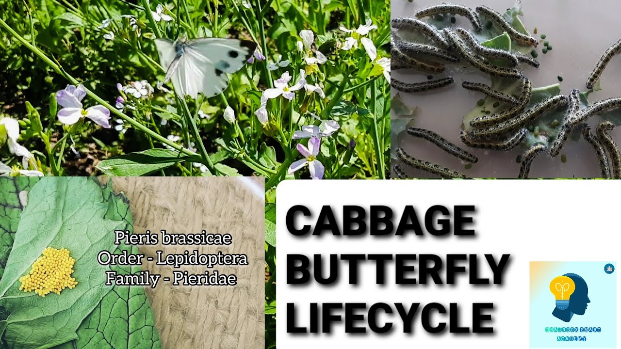 Titli Insect Cabbage butterfly// Lifecycle// Rearing// Pest of Cabbage//Entomology ...