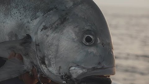 Giant Trevally popping with the BONE Fury 130F !