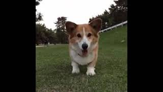 dog Dance 💃 https://www.tenor.co/7UvG.gif