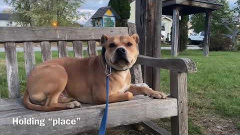 Reactive Dog - Structured Walk