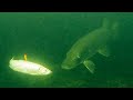 INSANE UNDERWATER FOOTAGE (Ice Fishing NORTHERN PIKE with Herring)  | Team Galant