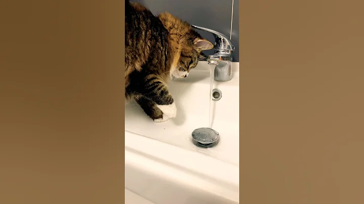 Video 11860241: mainecoon cat funnycat, cat mainecoon water, mainecoon cat playing
