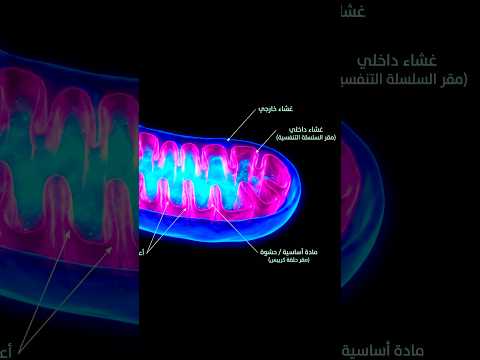 البكالوريا