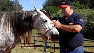 Comunicação e Sentido dos Cavalos Parte 01