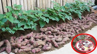 Growing Sweet Potatoes Easily At Home Produces Lots Of Tubers