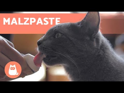 Video: Sollte Ihre Katze Ein Multivitaminpräparat Einnehmen?
