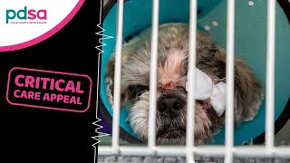 Critical Care Appeal | Summer Appeal 2024 by PDSA 1,020 views 2 weeks ago 2 minutes, 7 seconds