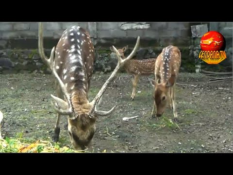 MINI ZOO RUSA TUTUL BANYURADEN