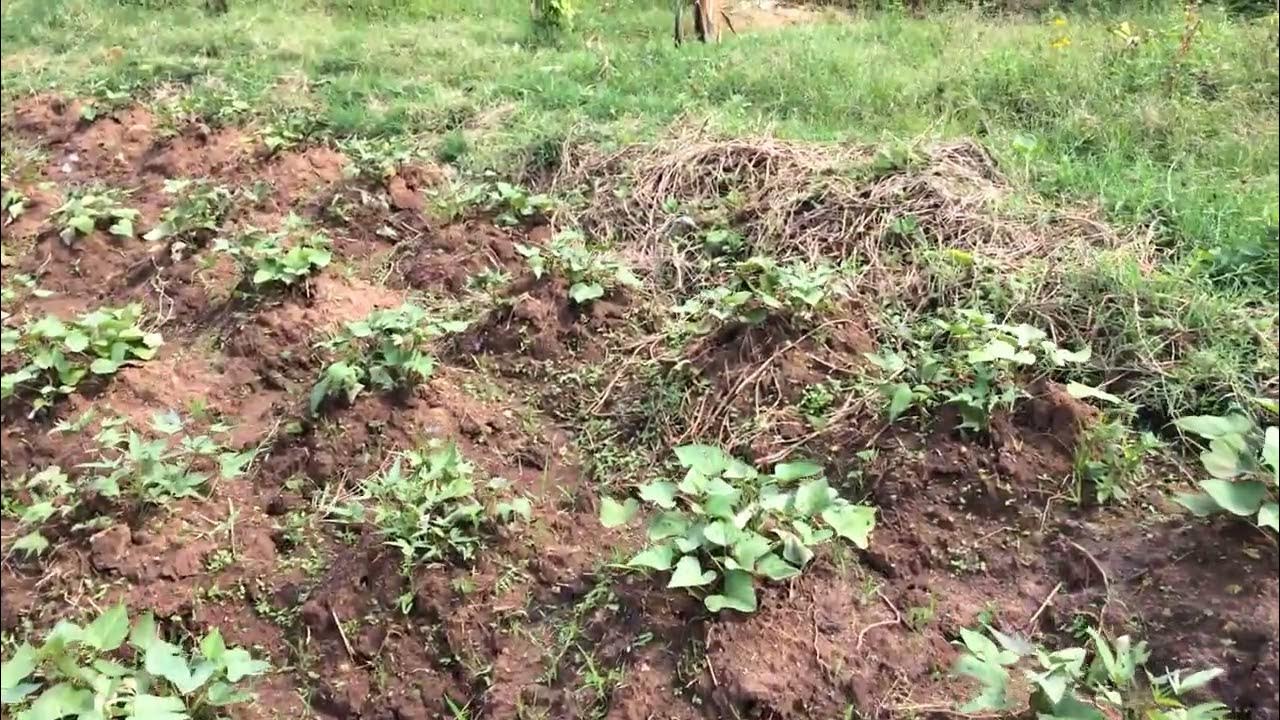 How to Grow Sweet Potatoes and Yams in Uganda The Pearl of Africa
