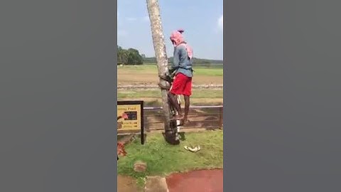 how to climb coconut tree in the amazing way
