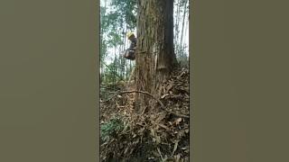 Tebang pokok balak, kayu kapu, pakek chainsaw husqvarna 395xp