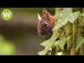 Les animaux sauvages de nos forêts - Un voyage des Vosges du Nord à l'Ile-de-France