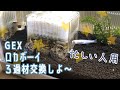 【めだか】忙しい人のためのGEXロカボーイ分解掃除【パワーアップパイプ】