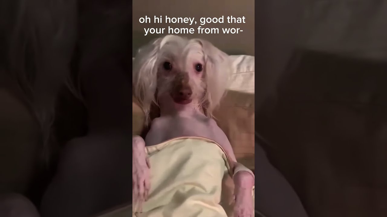 I Except This When Get Home Dog Short