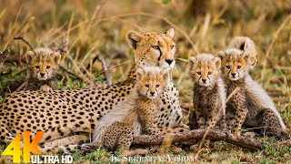 African Animals 4K (60FPS): Kenya Safari - Majestic Wildlife Documentary Film With Calming Music
