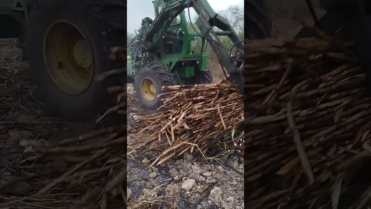 así se carga la caña de azúcar Zafra #2024