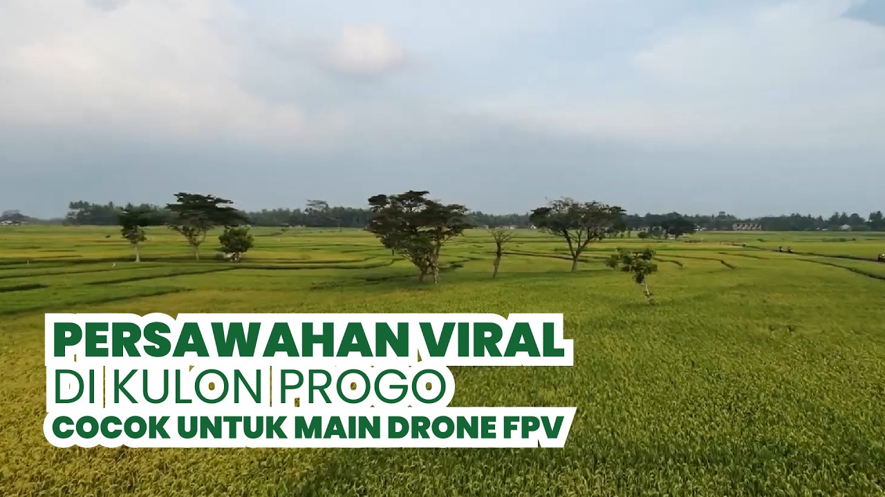 Persawahan Viral Kulon Progo