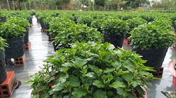 Cập nhật tình hình phát triển của cúc mâm xôi ( 4 cơi, 1 chậu 3 cây) hoa Tết 2025