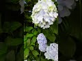 高幡不動尊 四季の道 紫陽花 #紫陽花 #高幡不動尊 #神社仏閣
