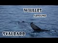 Whales around Svalbard