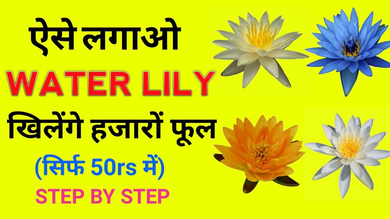 Water Lily kaise lagaye Grow Water Lily Plant at Home ( FAST EASY) YouTube