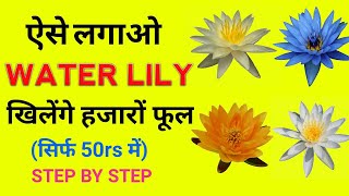 Water Lily kaise lagaye || Grow Water Lily Plant at Home ( FAST EASY)