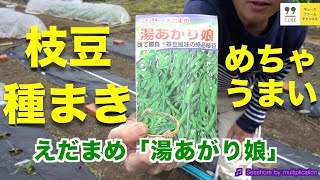 4月21日 枝豆の育て方 植え付け編【種まき、トンネル作り】湯あがり娘