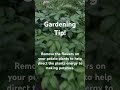 Gardening tip gardening garden tips