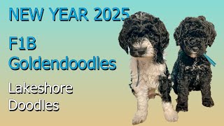 New Year 2025 F1B Goldendoodles