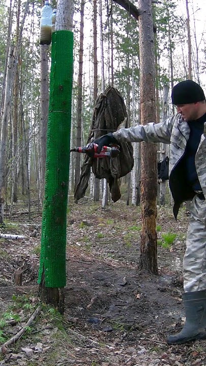МЕДВЕДЬ ПОВРЕДИВШИЙ В ТОМ ГОДУ ЛАПУ, ПЕРЕЗИМОВАЛ И ВЫГЛЯДИТ ОТЛИЧНО! # ...