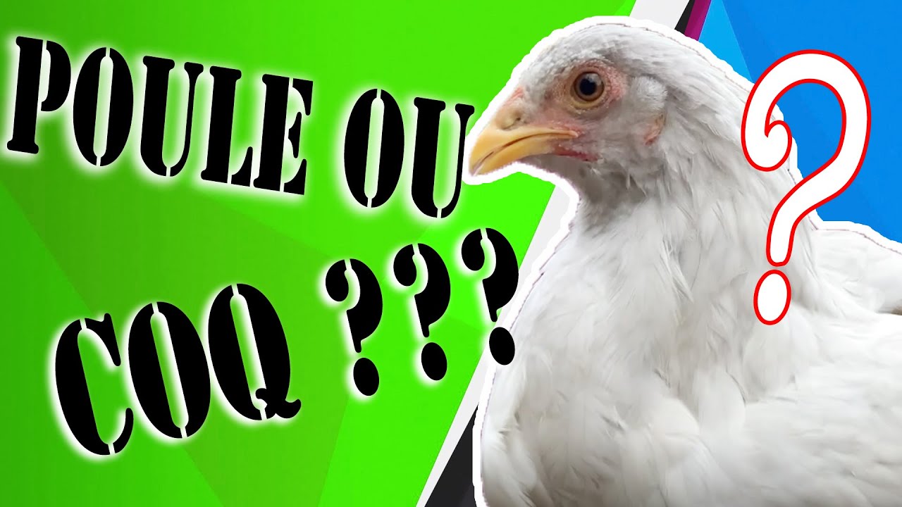 comment reconnaître une poule d un coq