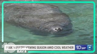 Want to see manatees up close? It's peak viewing season in Crystal River