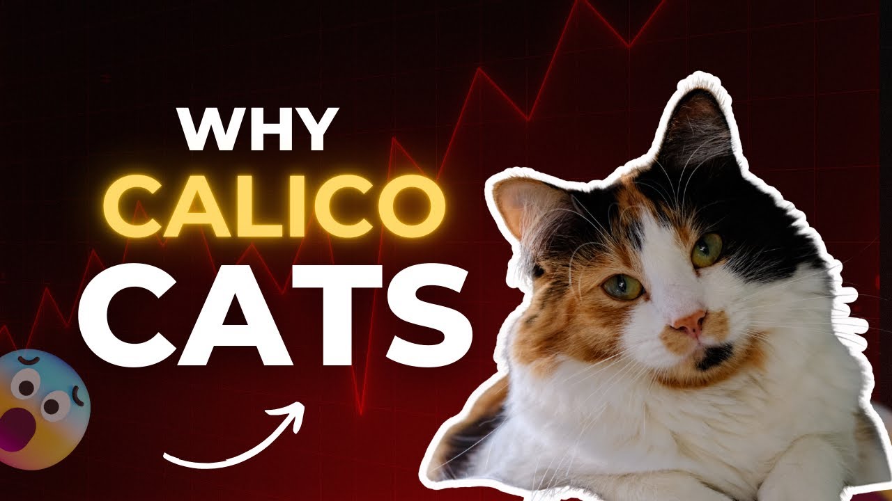 Why Calico Cats Test You Before Loving You 🧡🤍🖤 - YouTube