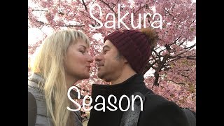 Sakura season in Tokyo Cherry Blossom Hanami  2020 / сезон сакуры в Токио/花見