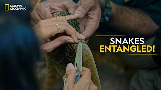 Snakes Entangled! | Snakes SOS: Goa’s Wildest | Full Episode | S4-E4 | National Geographic