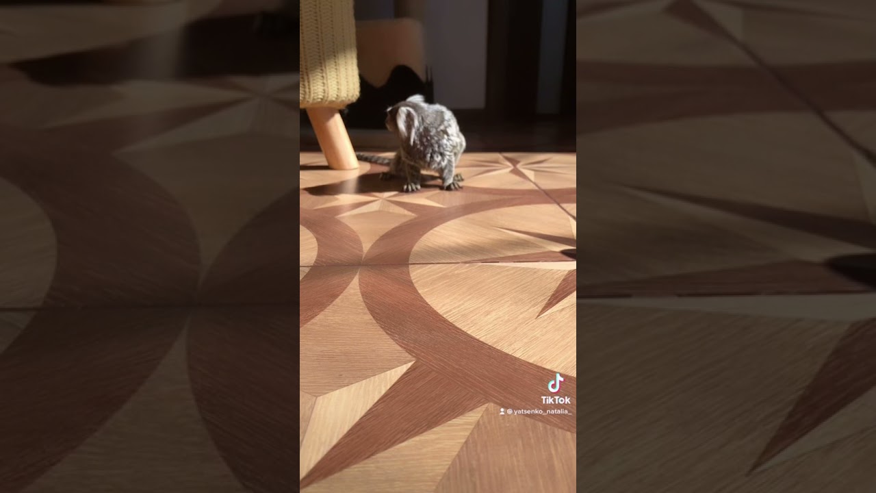 Обезьянка Игрунки