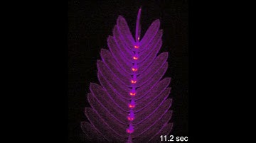New video shows what happens upon touching Mimosa pudica