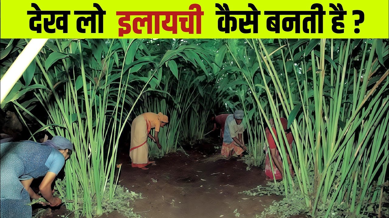 इलायची कैसे बनती है | Elaichi kaise banti hai