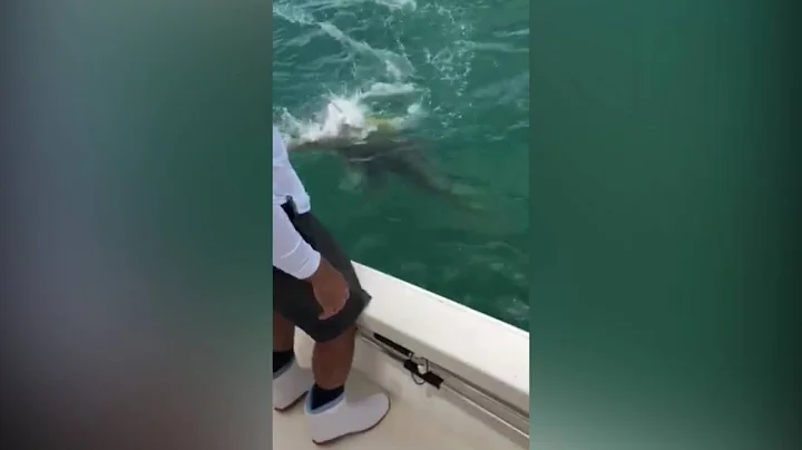 500-Pound Goliath Grouper Devours Shark In Front Of Shocked Florida Fisherman
