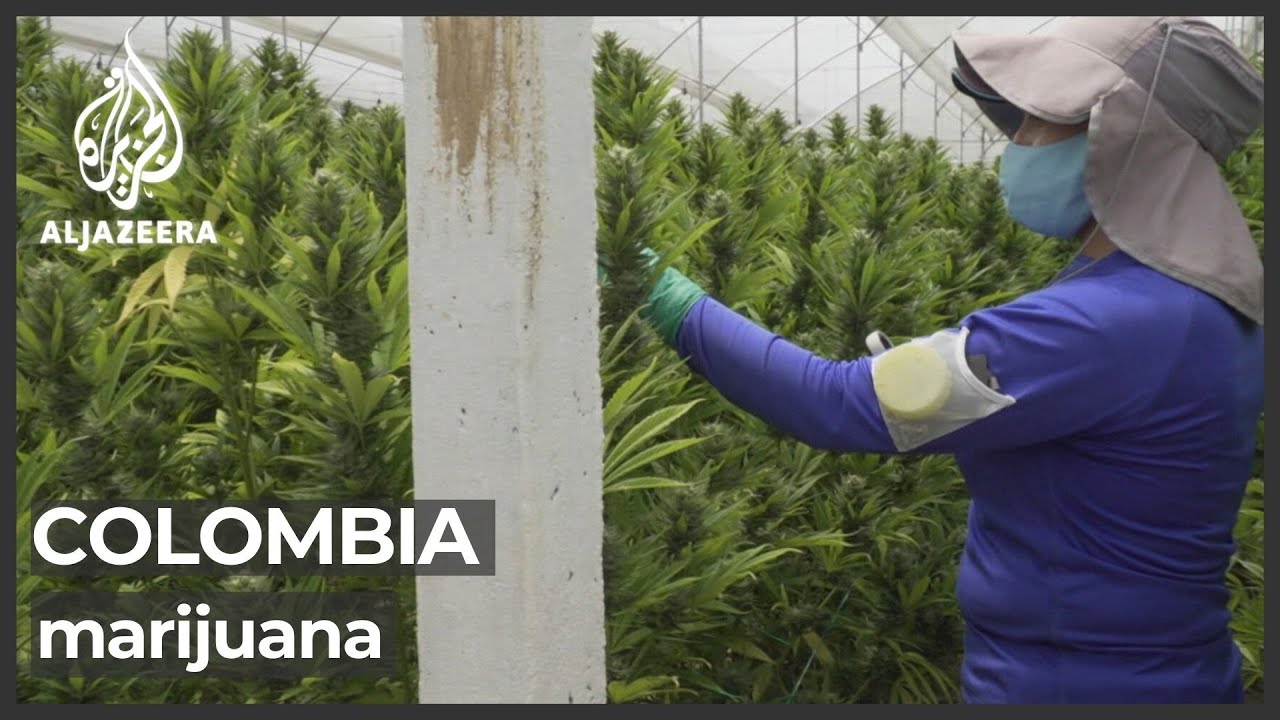 كولومبيا تسير بخطى ثابتة لتصبح المنتج الرائد للقنب الطبي