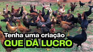 Como Começar Uma Criação De Galinha Do Zero Passo A Passo Da Forma Certa Agrocriacao