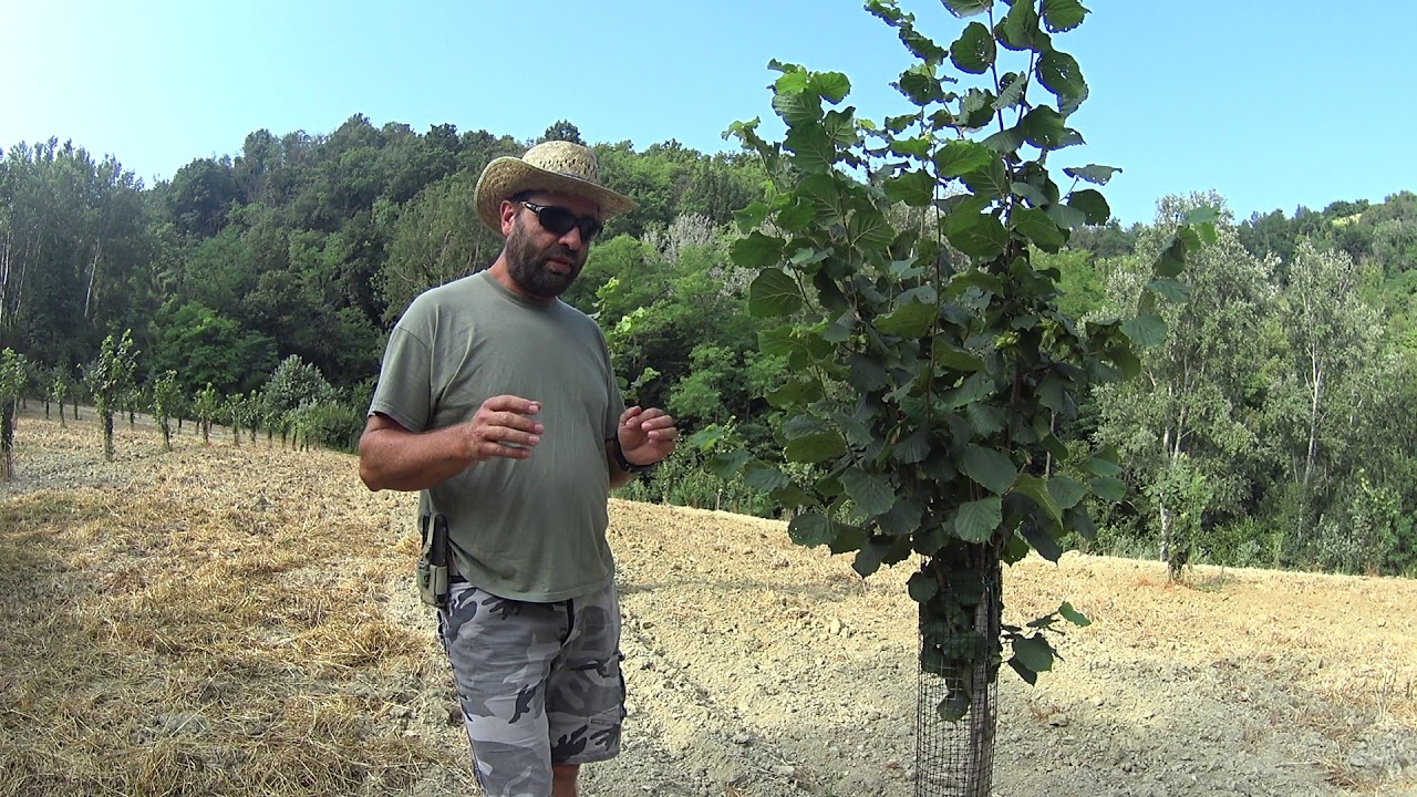 L'innesto del nocciolo introduzione