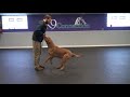 Aggressive Dog Training | K9 Connection Buffalo, NY