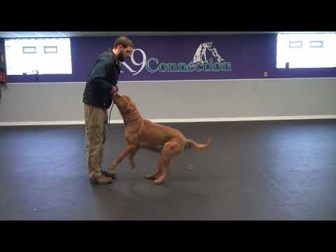 aggressive-dog-training-|-k9-connection-buffalo,-ny